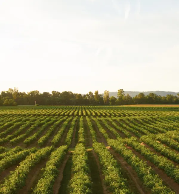 Stiftelsen Lantbruksforskning Blogg Hero