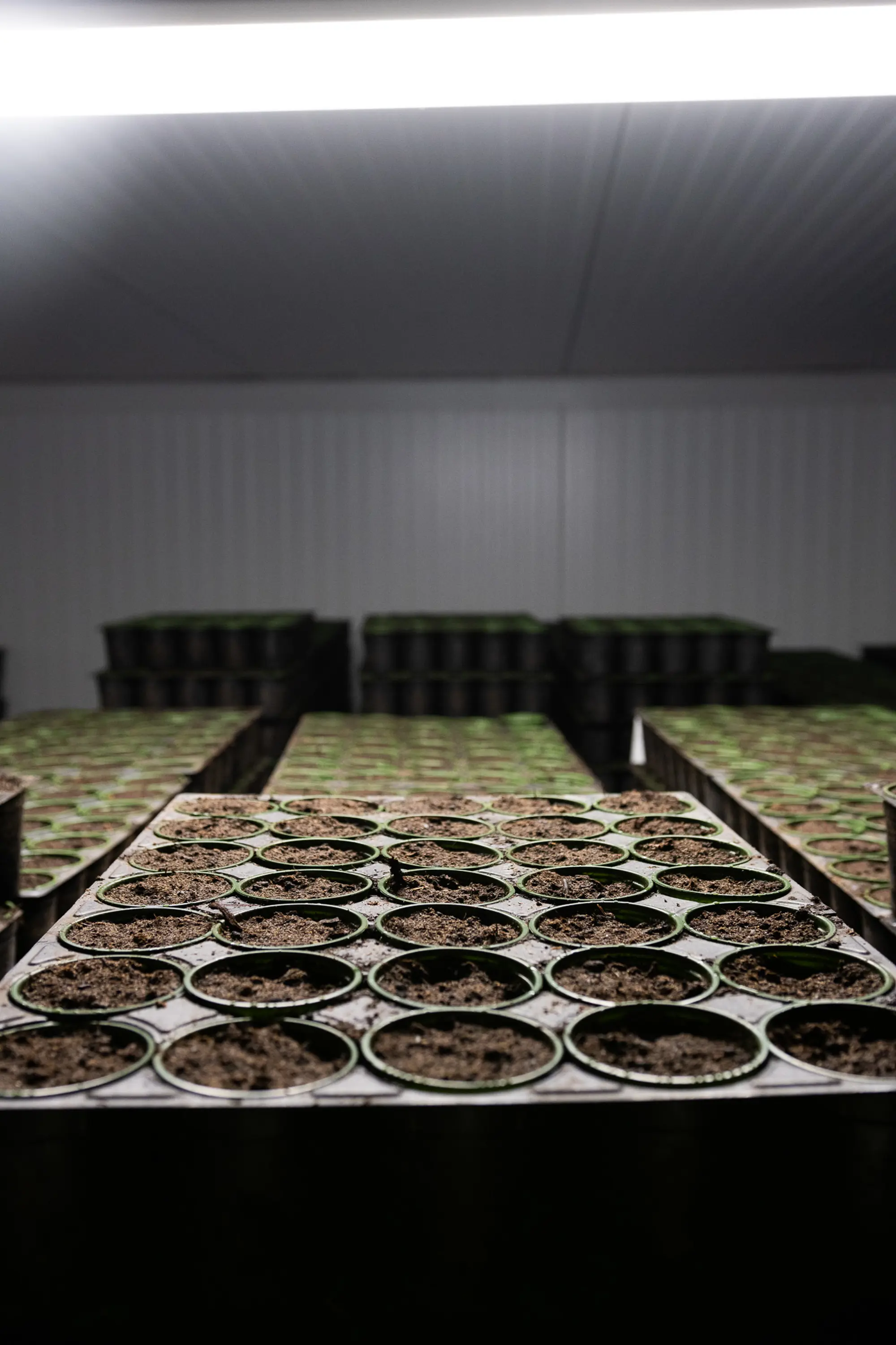 Toxic hälsar på i Svegros växthus