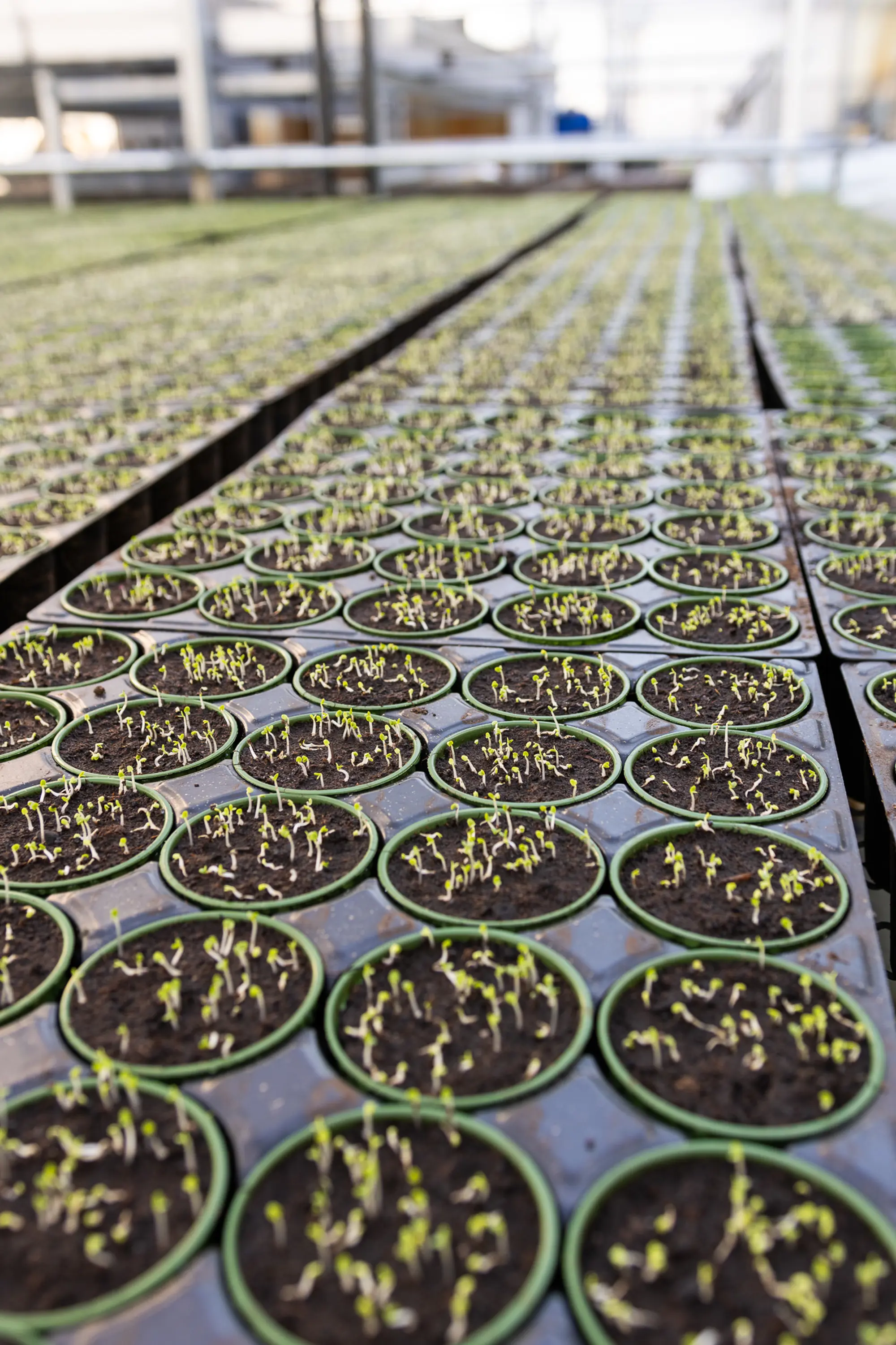 Färska örter och sallad hos Svegro